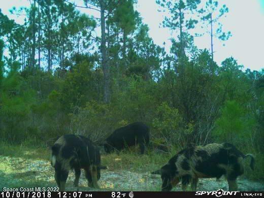 D D Johnson Mims, FL 32754 - Photo 3 of 25 IMG_1156