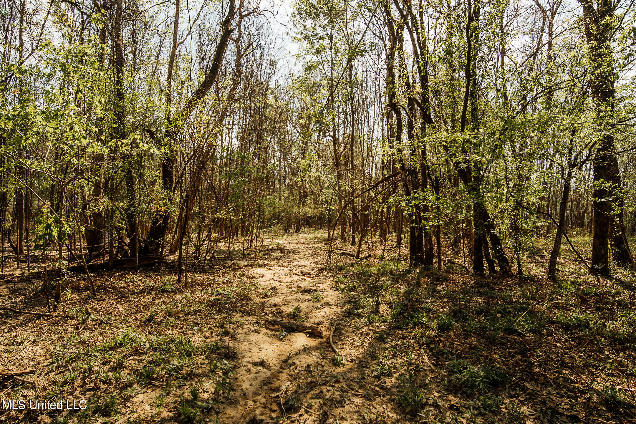 168 Adams Warner Road Poplarville, MS 39470 - Photo 37 of 55 40 Pearl River Pics-24