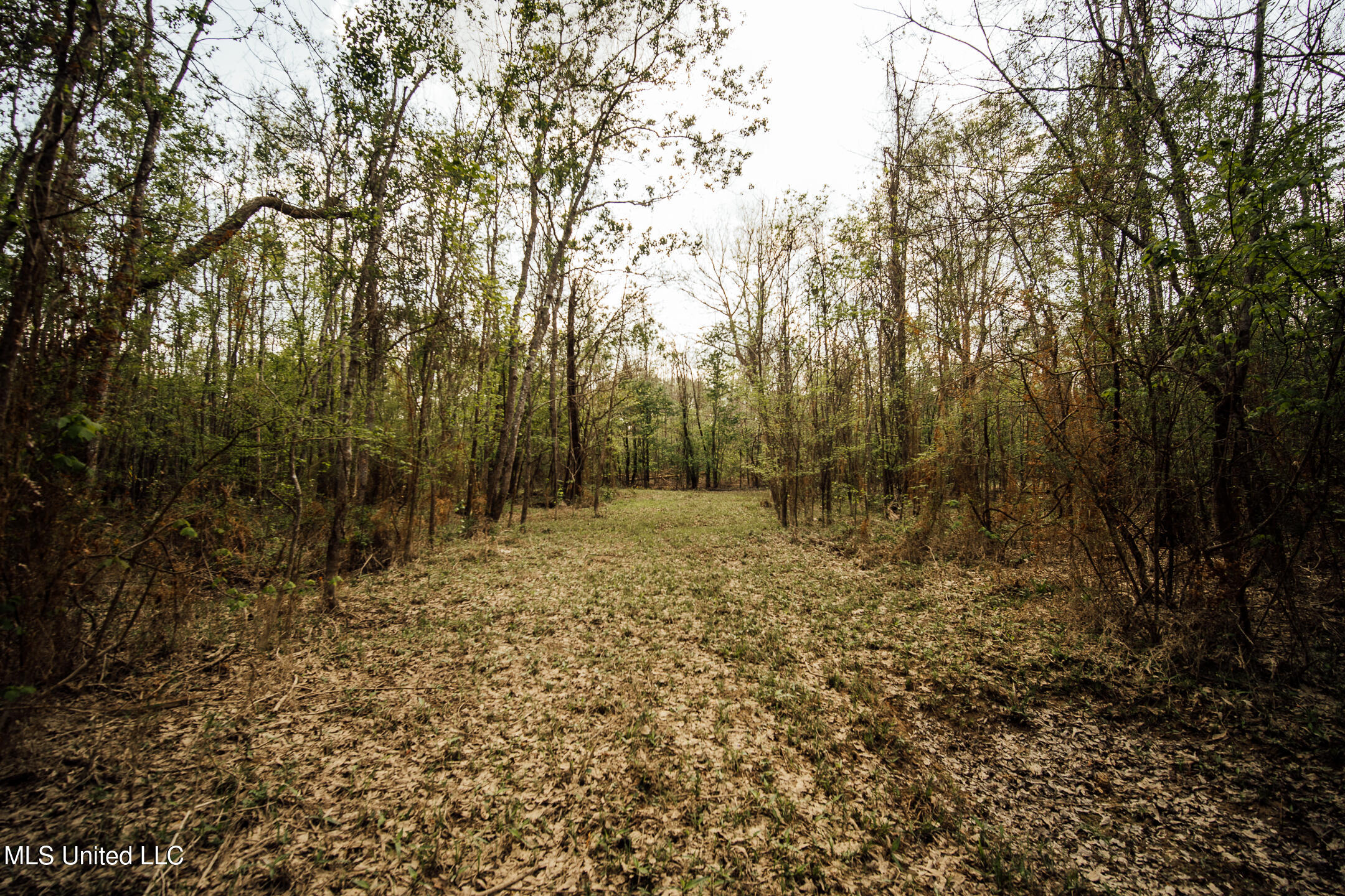 168 Adams Warner Road Poplarville, MS 39470 - Photo 48 of 55 40 Pearl River Pics-35