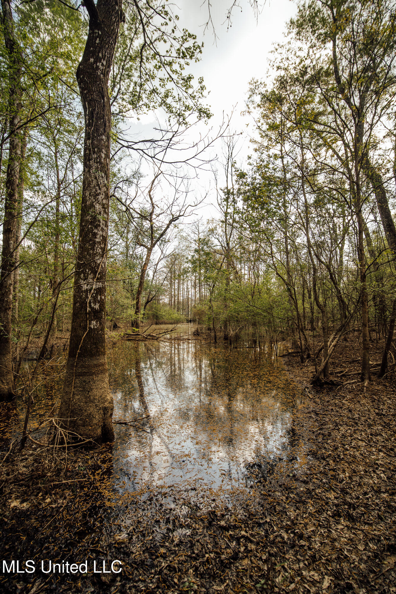 168 Adams Warner Road Poplarville, MS 39470 - Photo 50 of 55 40 Pearl River Pics-38