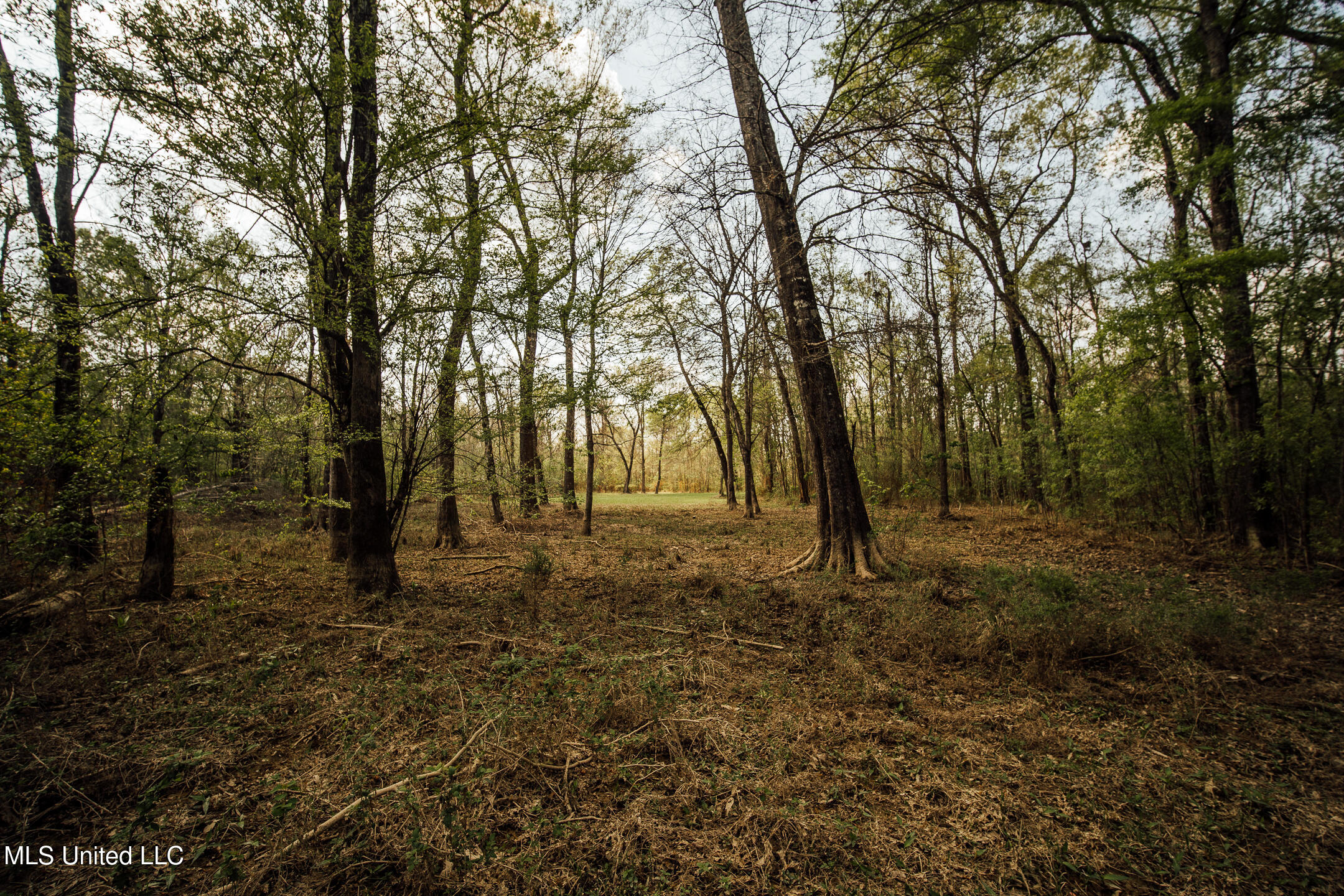168 Adams Warner Road Poplarville, MS 39470 - Photo 51 of 55 40 Pearl River Pics-39