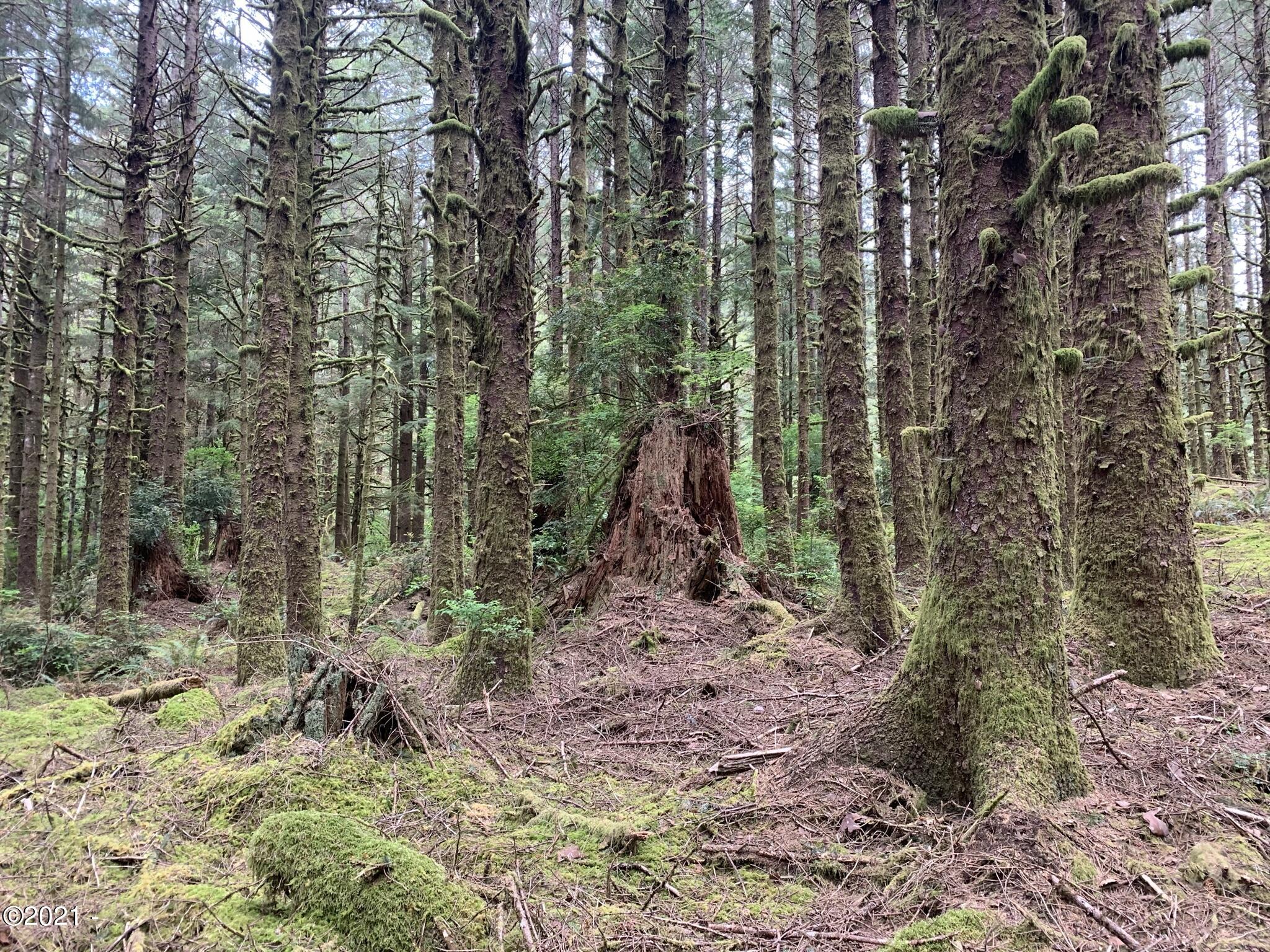Lot Northeast East Line Road Yachats, OR 97498 - Photo 2 of 15 11
