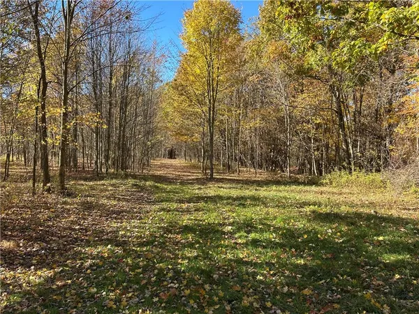 a close up of a plant in a yard