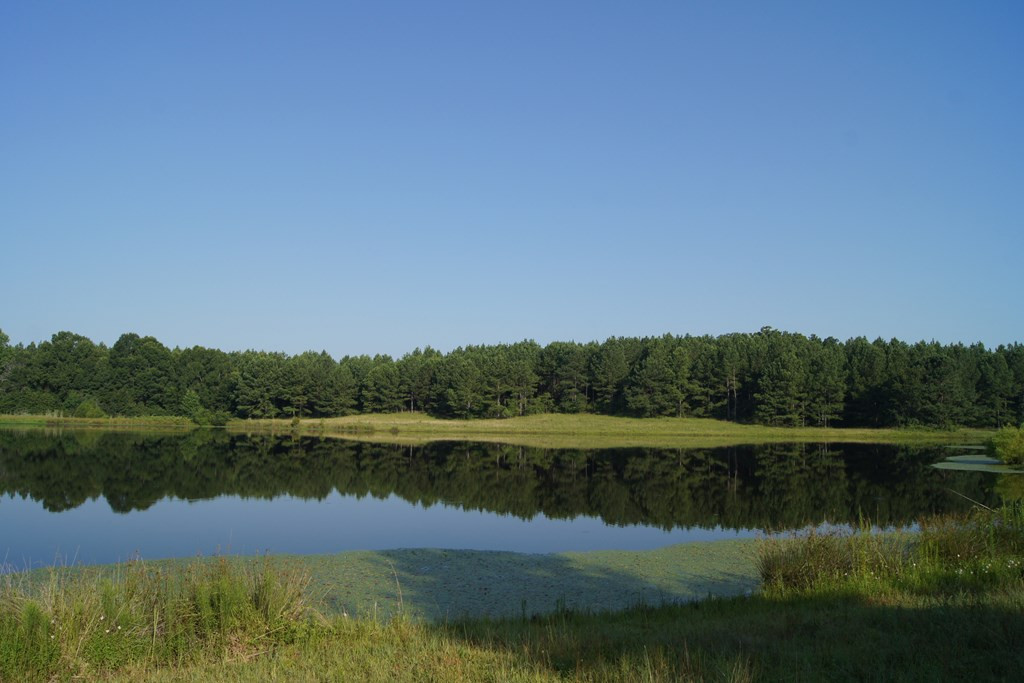 2402 Upper Mill Road Plum Branch, SC 29845 - Photo 9 of 71