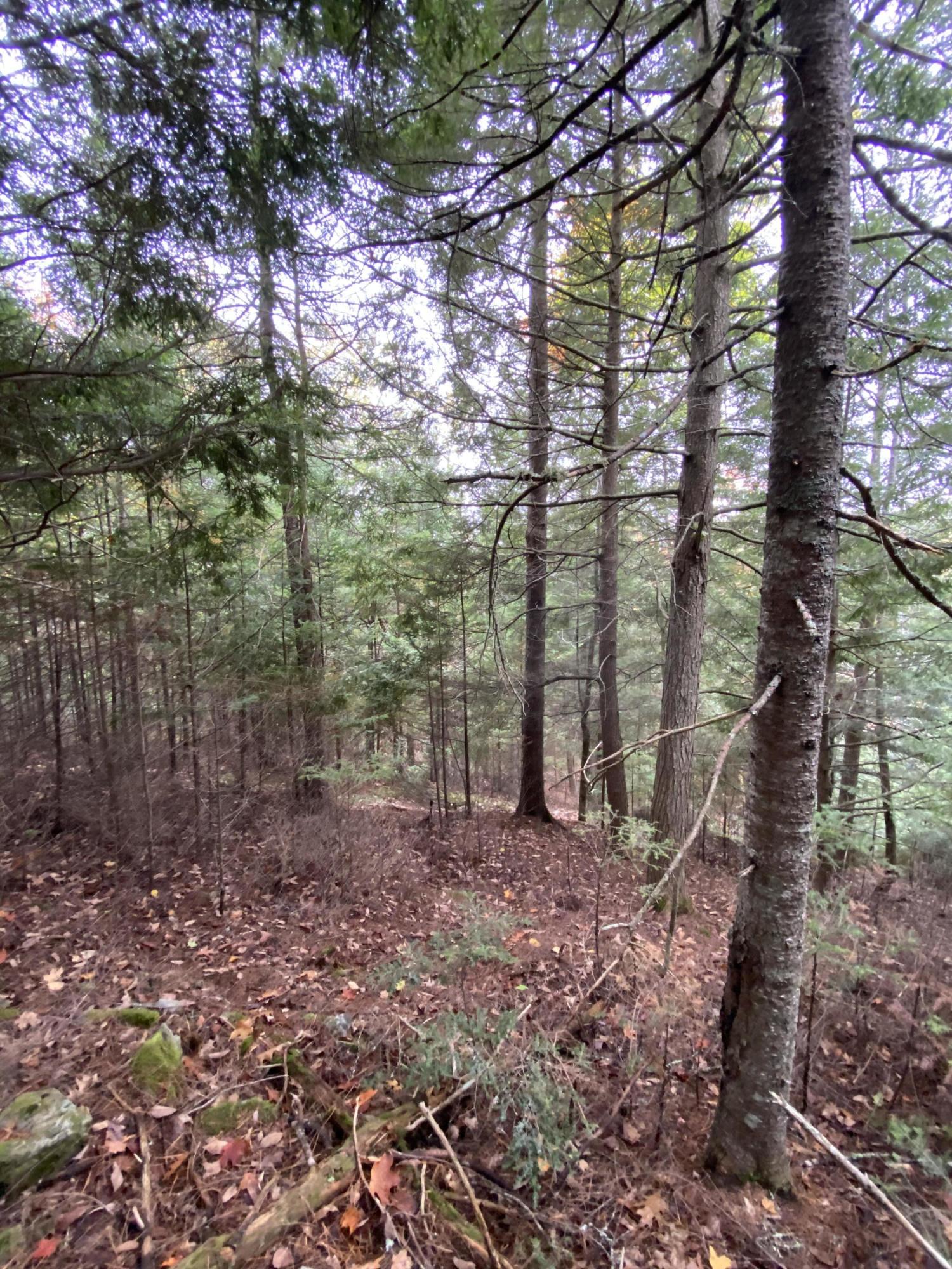Lot 50 Lot Road Holden, ME 04429 - Photo 15 of 19 Get Lost in Thought