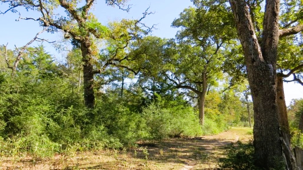 Tbd Jackrabbit Lane Bryan, TX 77808 - Photo 12 of 17 a view of lake view