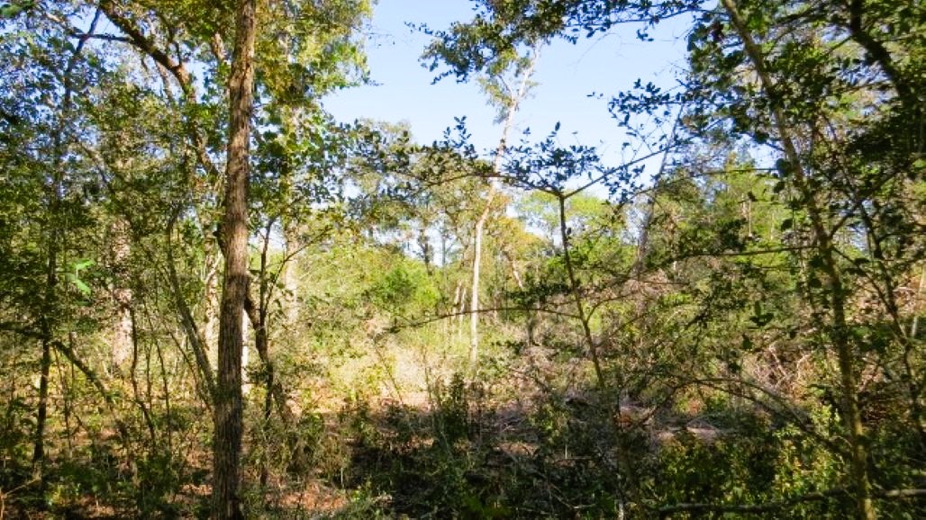 Tbd Jackrabbit Lane Bryan, TX 77808 - Photo 7 of 17