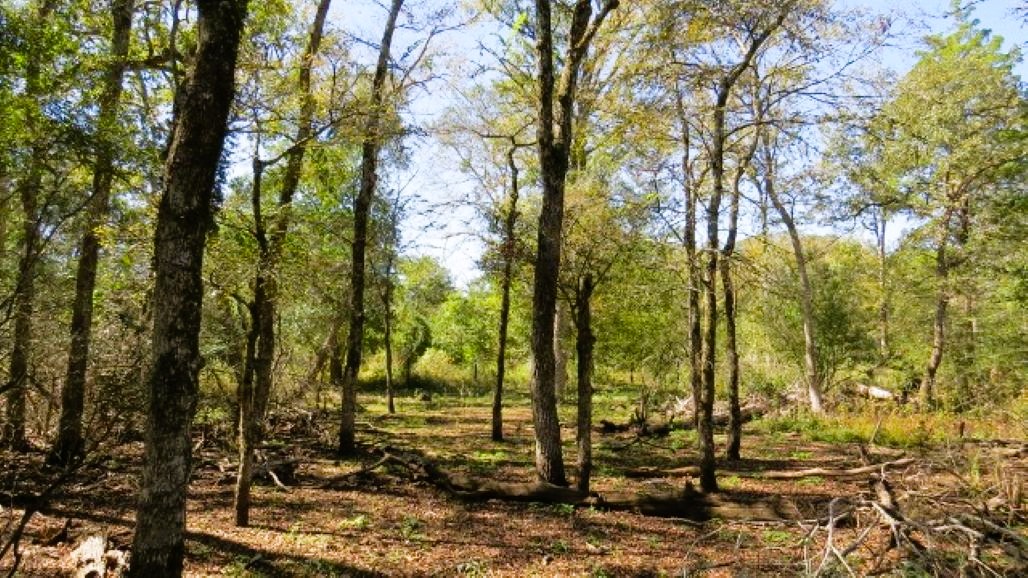 Tbd Jackrabbit Lane Bryan, TX 77808 - Photo 8 of 17 a view of yard