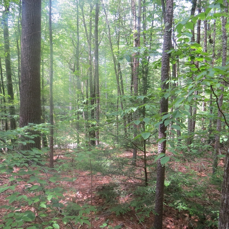 Lot 1 Pratt Corner Road Shutesbury, MA 01072 - Photo 5 of 5