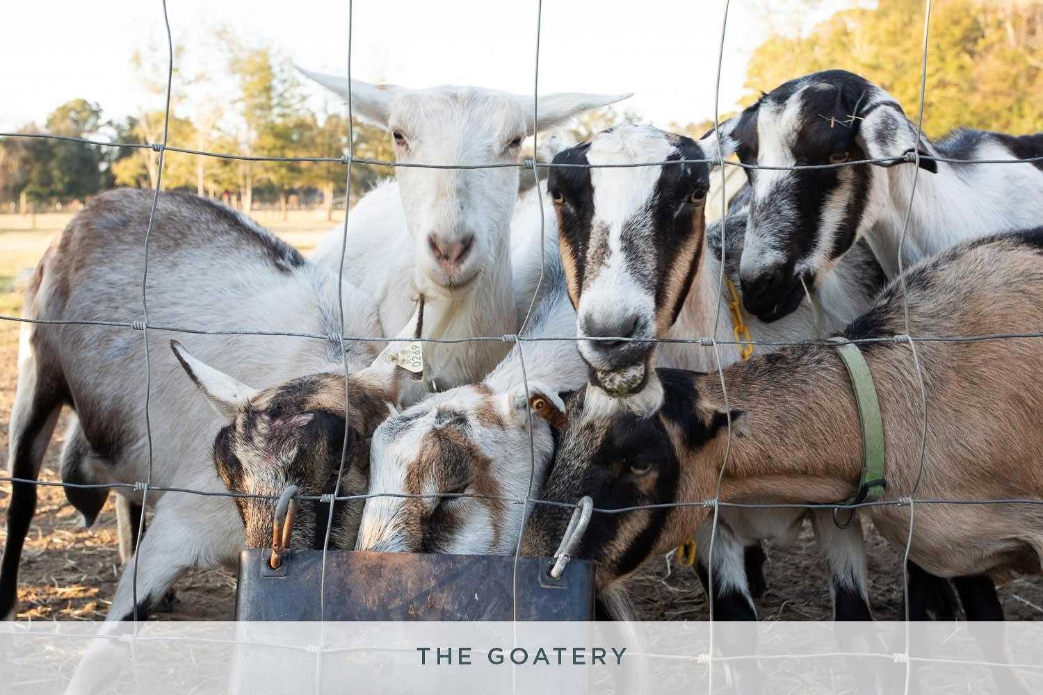 2116 Boatwright Road Johns Island, SC 29455 - Photo 7 of 10 goatery_1