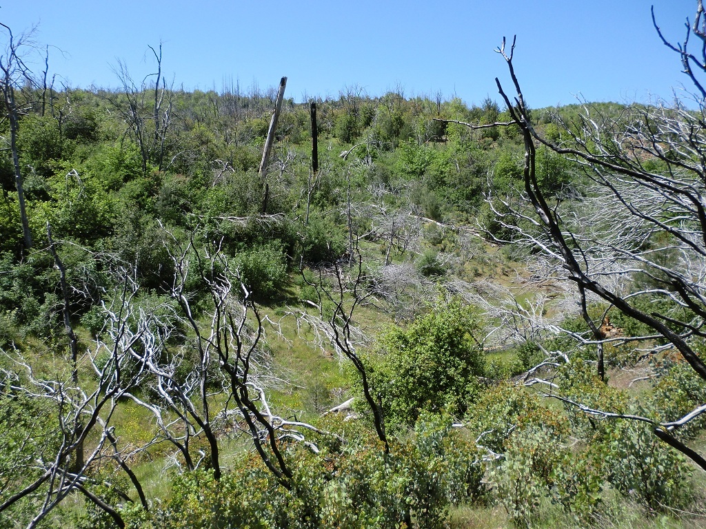 19-acres Backbone Road Bella Vista, CA 96008 - Photo 8 of 12 Brushy