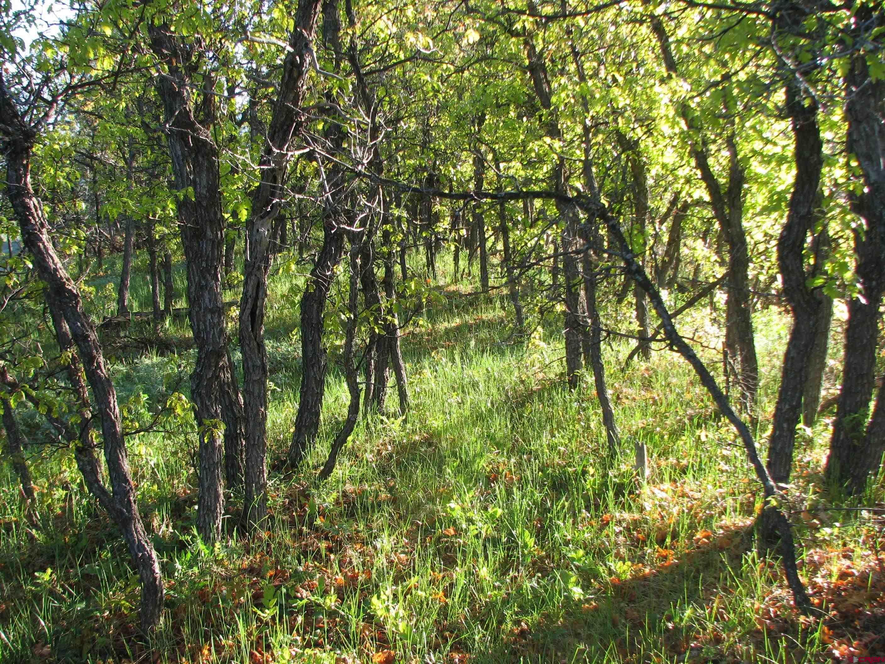 Lot 2 Spring Valley Ranch Road Chromo, CO 81128 - Photo 23 of 35 a backyard of a house with lots of trees