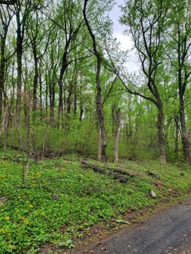 0 Gayle Lane Front Royal, VA 22630 - Photo 3 of 5 a big yard with lots of green space and deers