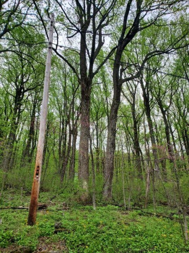 0 Gayle Lane Front Royal, VA 22630 - Photo 4 of 5 a view of outdoor space and green space
