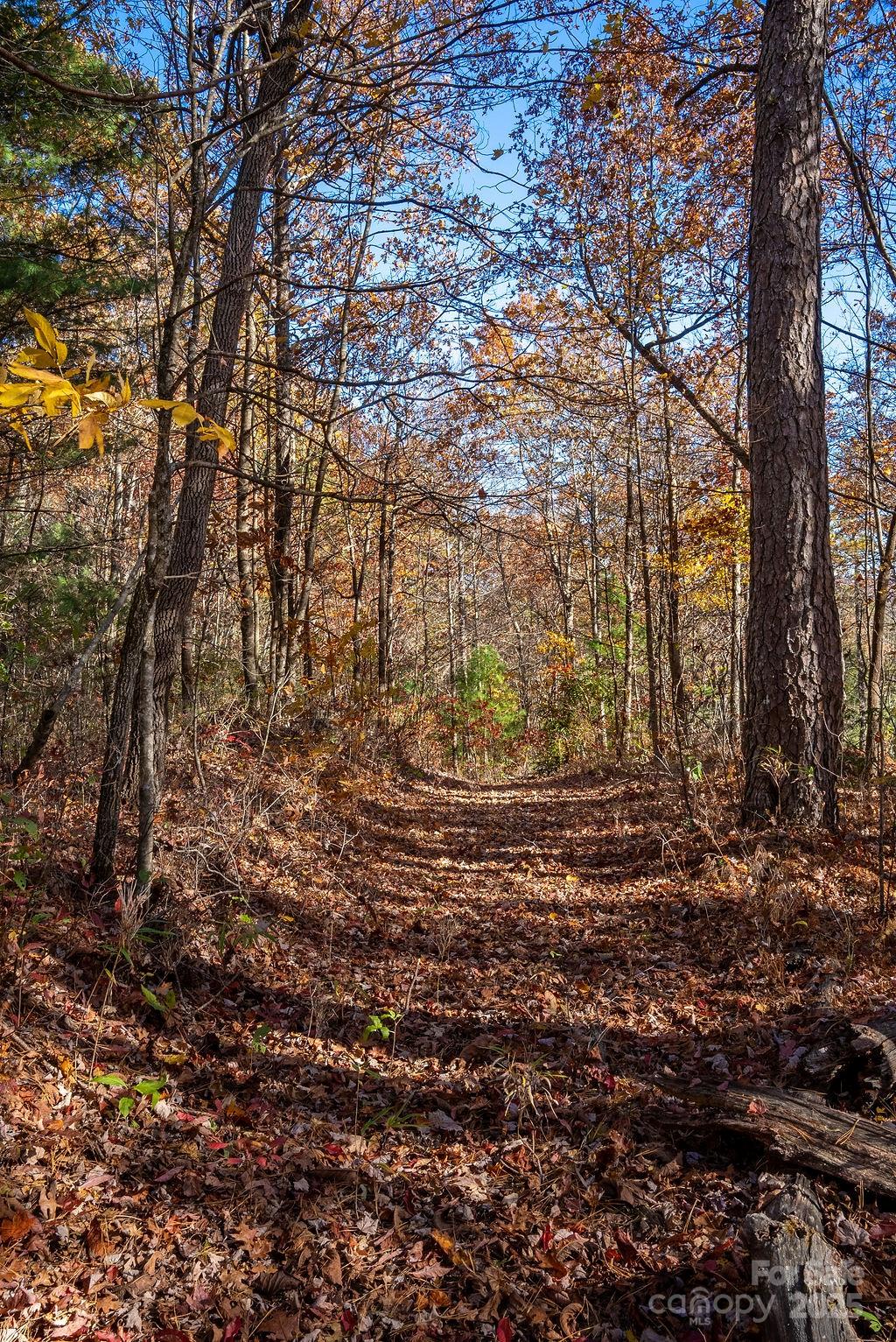 Tbd Old Toxaway Road Brevard, NC 28712 - Photo 15 of 23 a view of forest