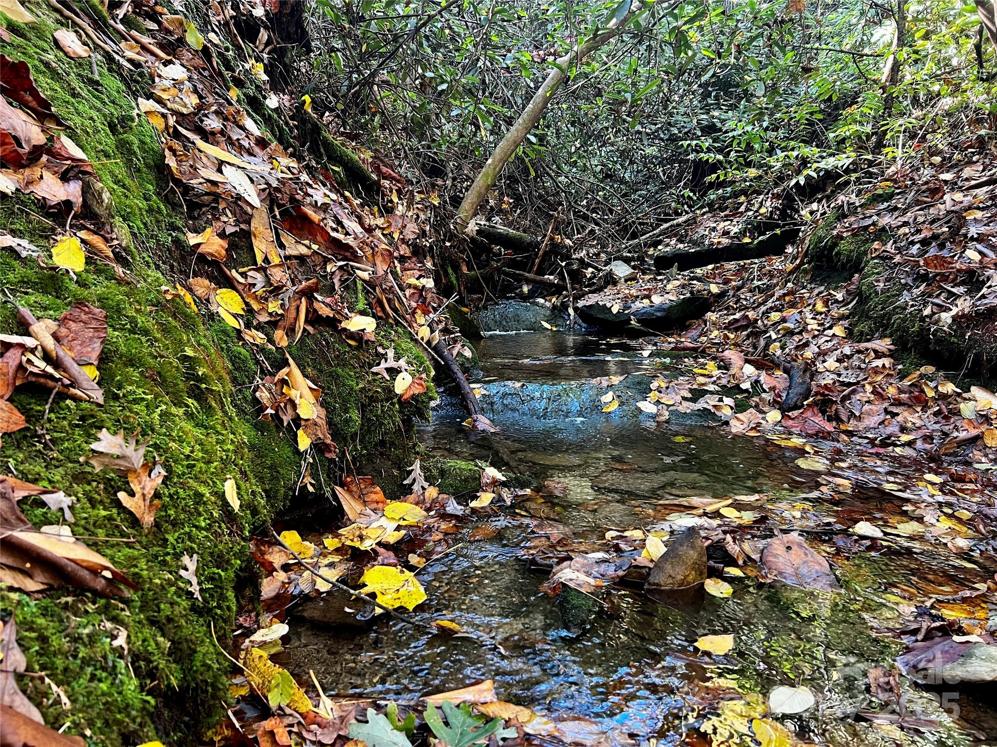 Tbd Old Toxaway Road Brevard, NC 28712 - Photo 5 of 23 a picture of tree
