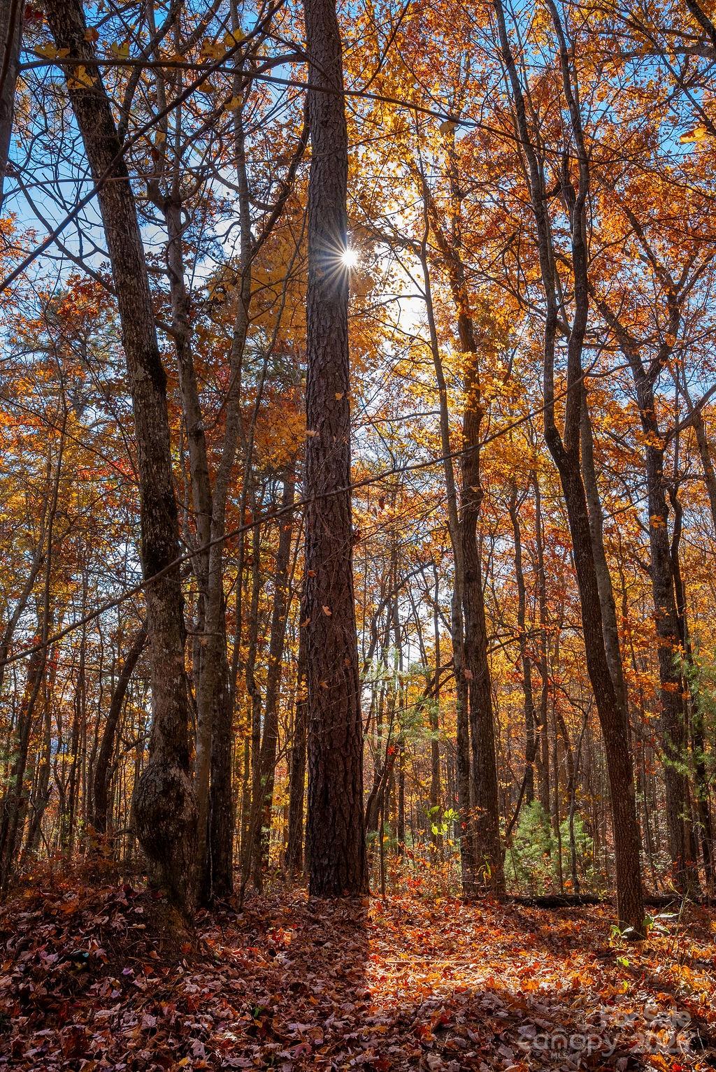Tbd Old Toxaway Road Brevard, NC 28712 - Photo 6 of 23 a backyard of a house with lots of green space