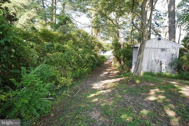 a view of a yard with plants and large trees