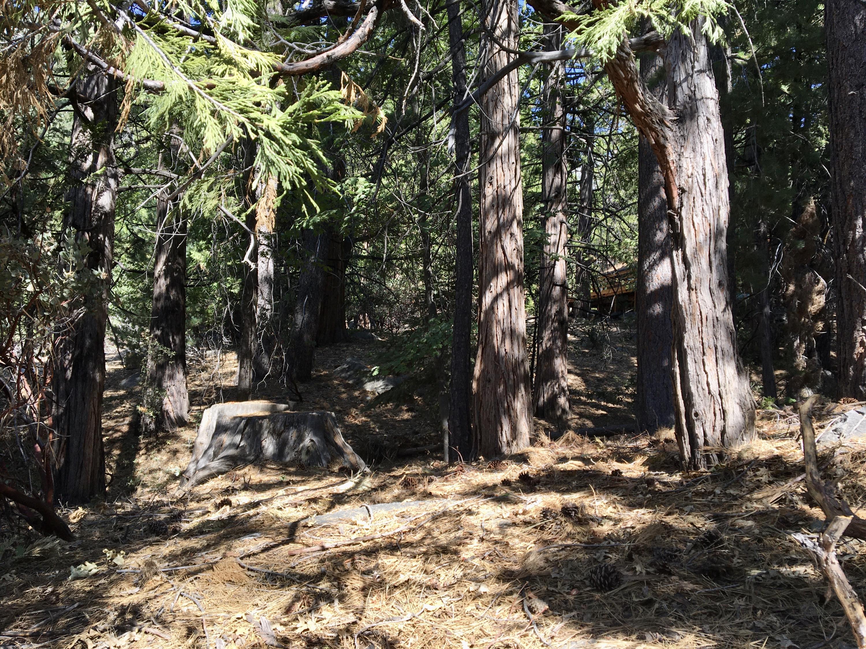0 Fern Valley Road Idyllwild, CA 92549 - Photo 5 of 6 IMG_4566
