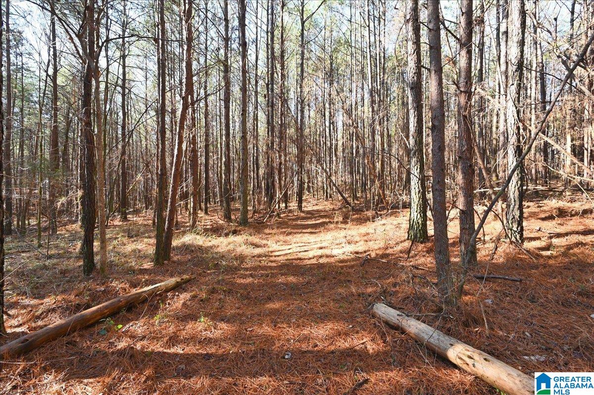 651 Old Hickory Road, Unit 15 ACRES Warrior, AL 35180 - Photo 7 of 13