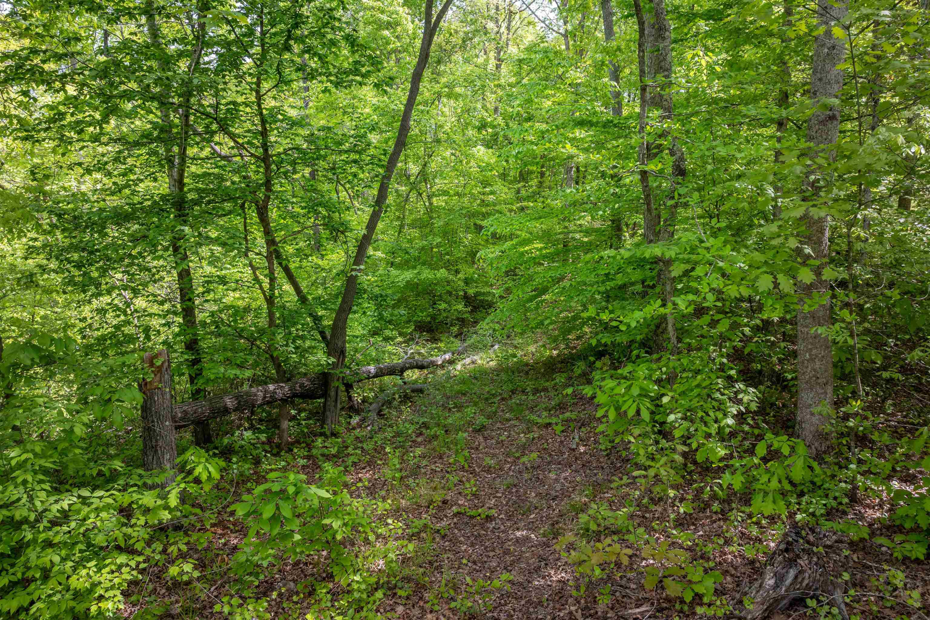 a view of a lush green forest