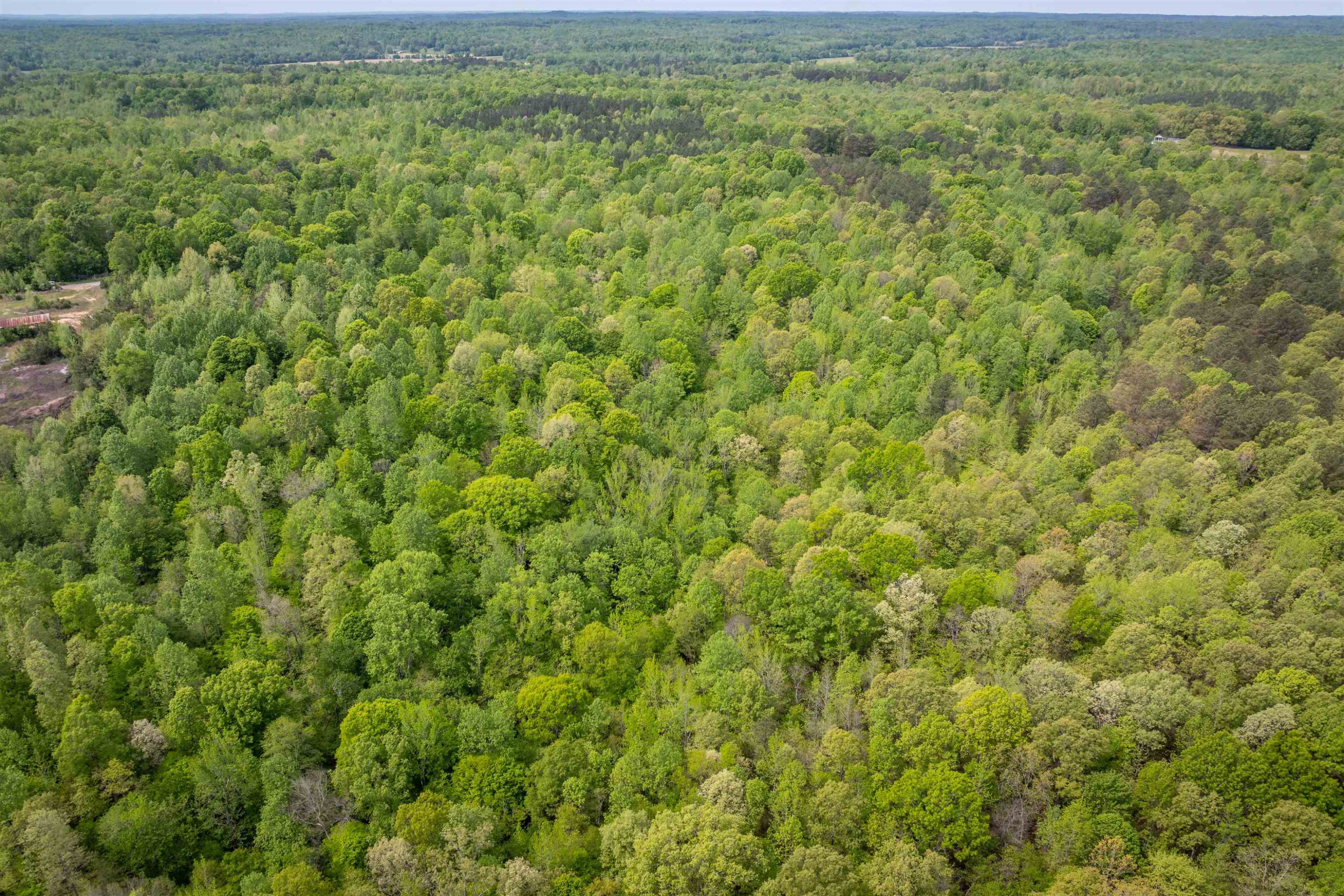0 Cedar Hill Road Parsons, TN 38363 - Photo 2 of 6 a view of a big yard with plants and large trees