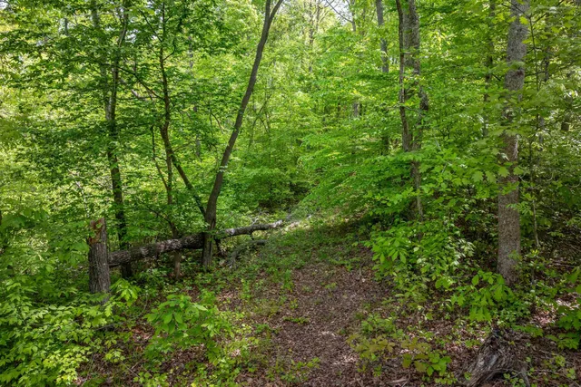a view of a lush green forest