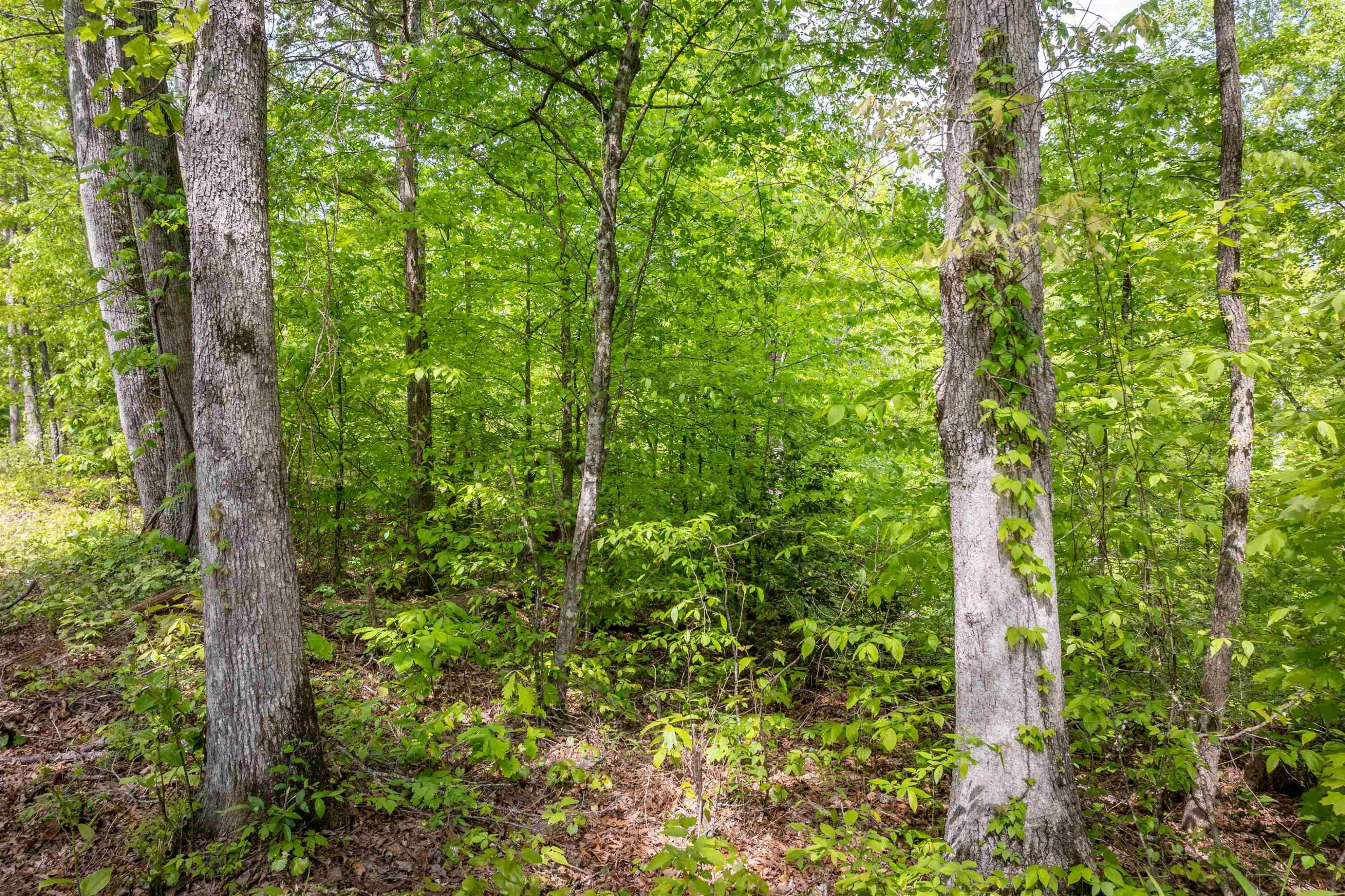 0 Cedar Hill Road Parsons, TN 38363 - Photo 5 of 6