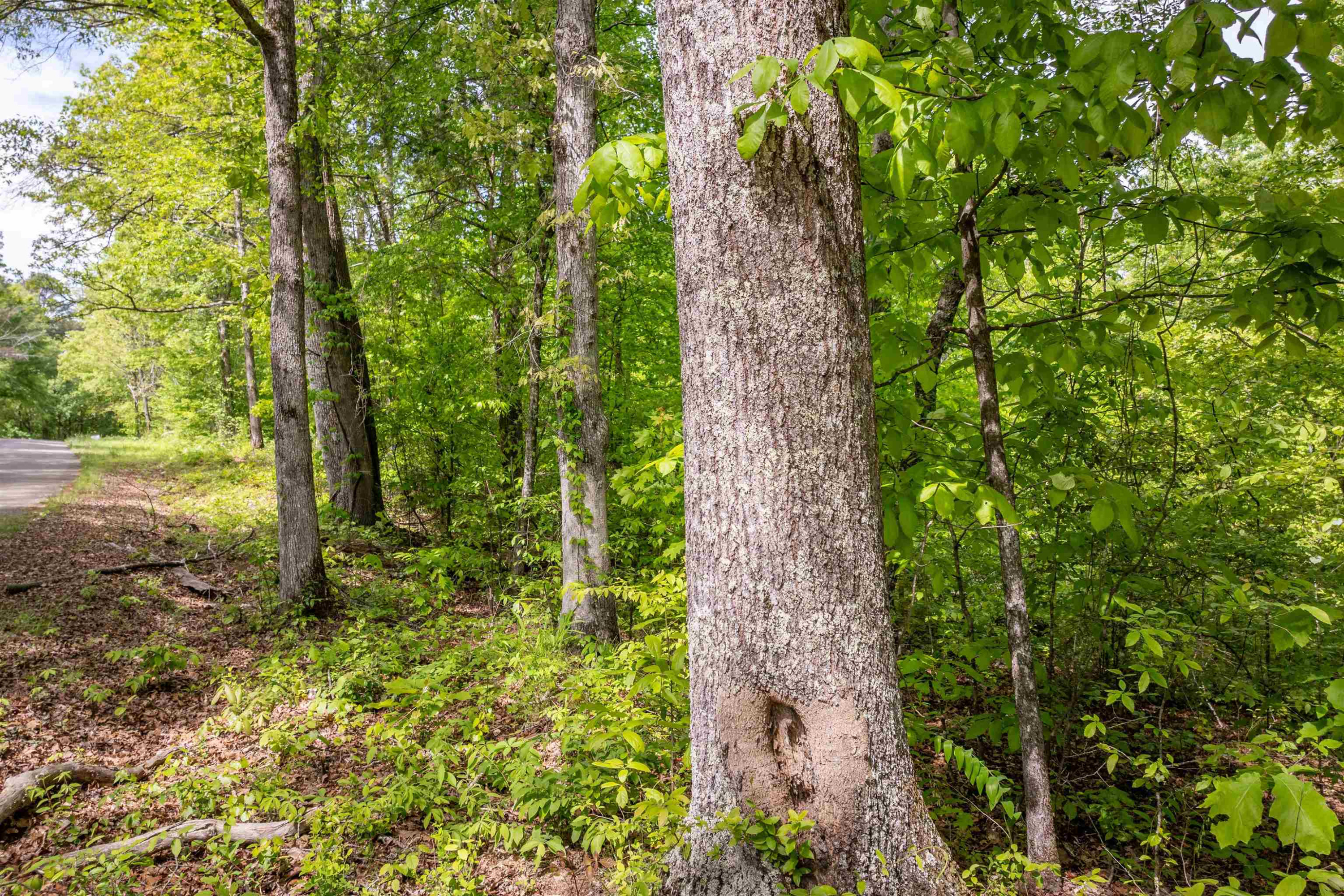 0 Cedar Hill Road Parsons, TN 38363 - Photo 6 of 6 a plant of lots of trees