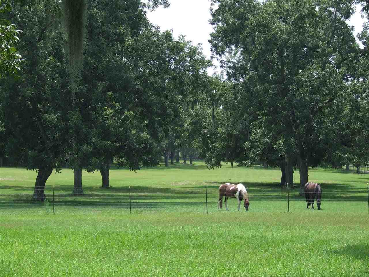 955 Bassett Dairy Road Monticello, FL 32344 - Photo 3 of 20 Gallery Image 3