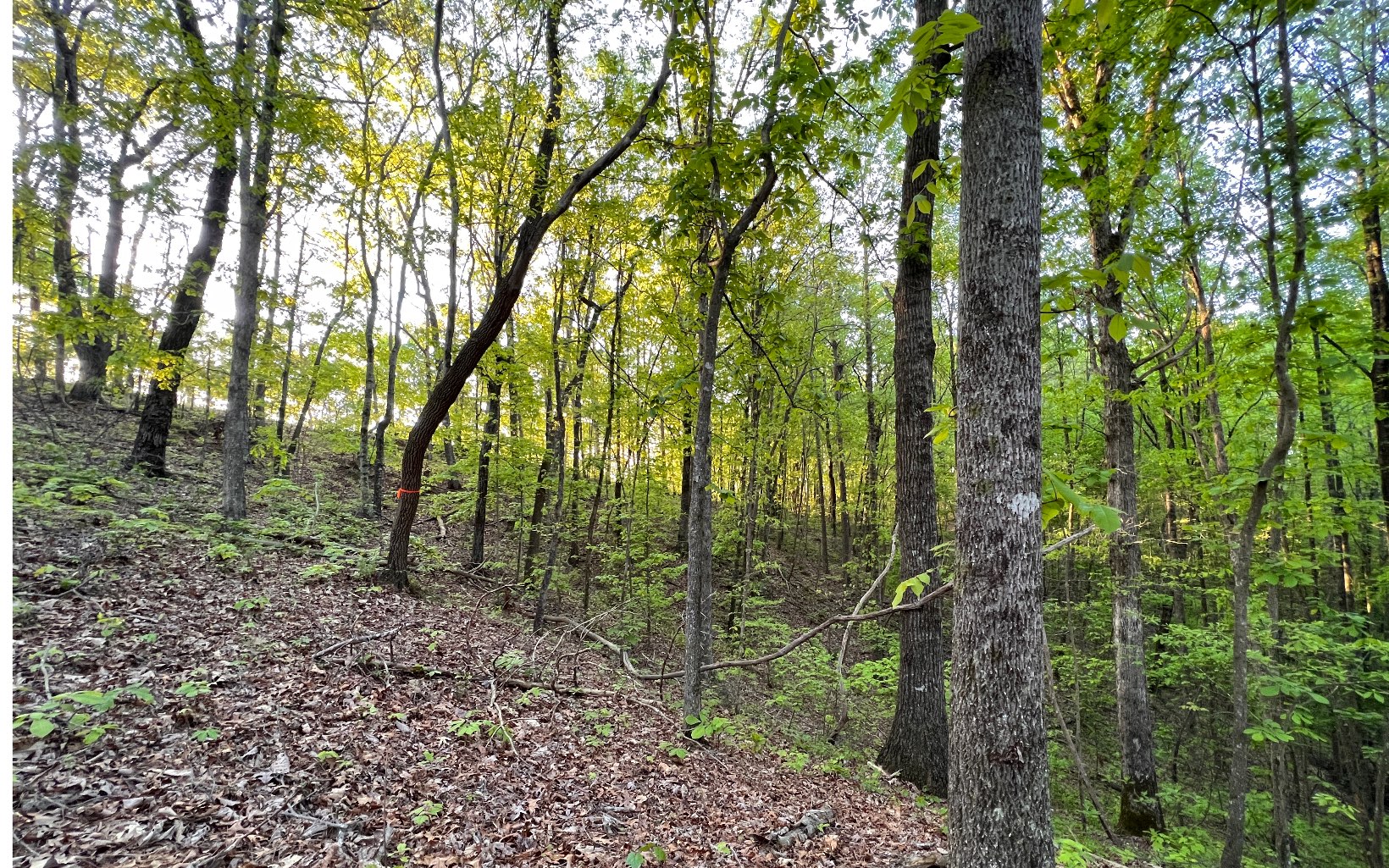3.45 Raven Cliff Road Talking Rock, GA 30175 - Photo 8 of 12 a view of forest