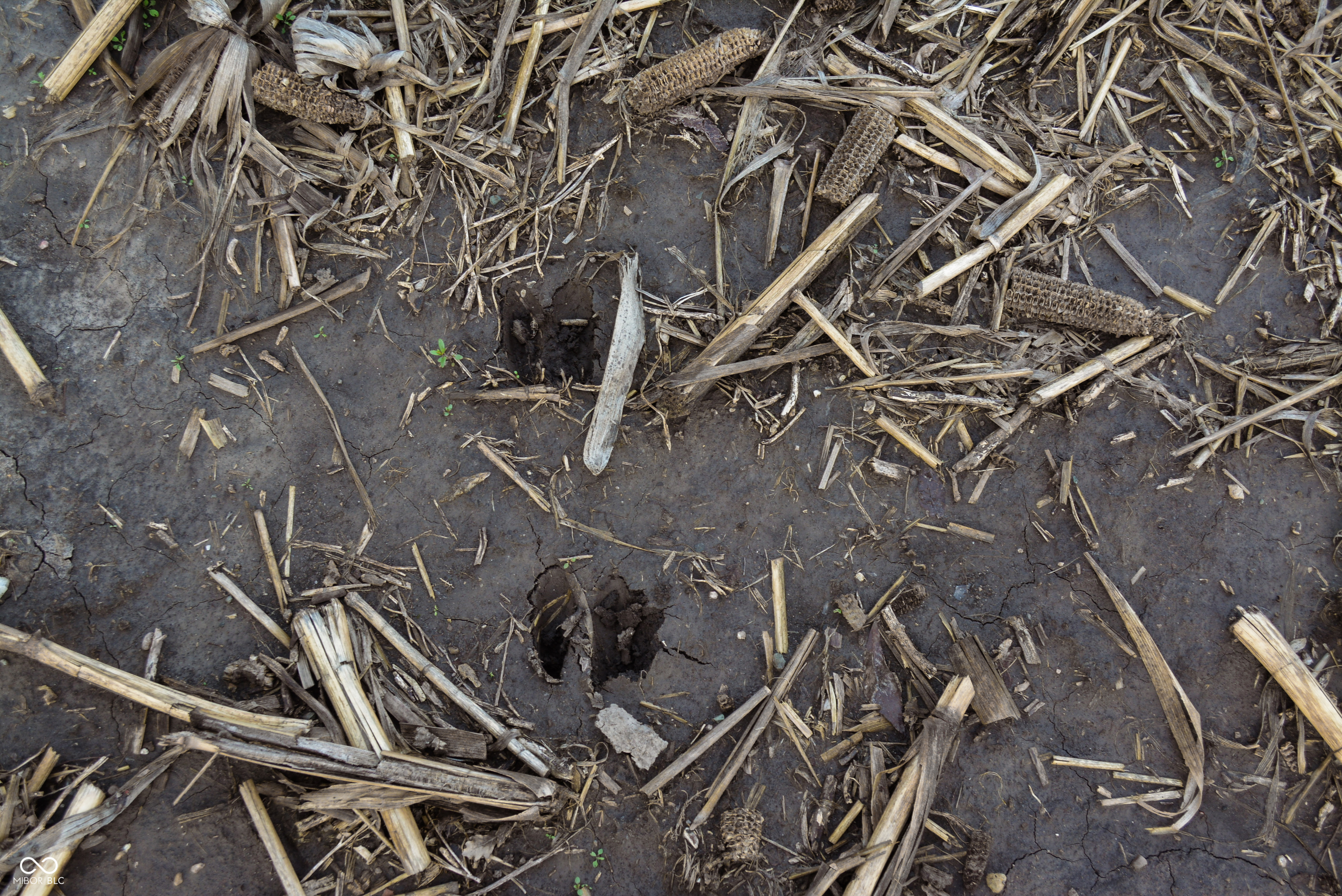 0 County Road 50 E Road Lizton, IN 46149 - Photo 48 of 49