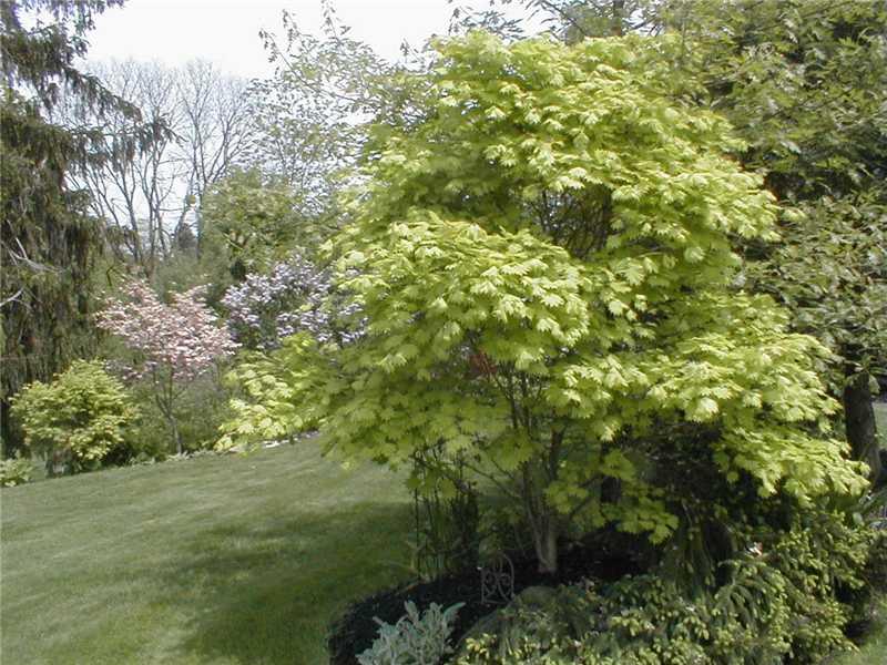 4161 Bakerstown Road Gibsonia, PA 15044 - Photo 19 of 23 Yard/Garden.