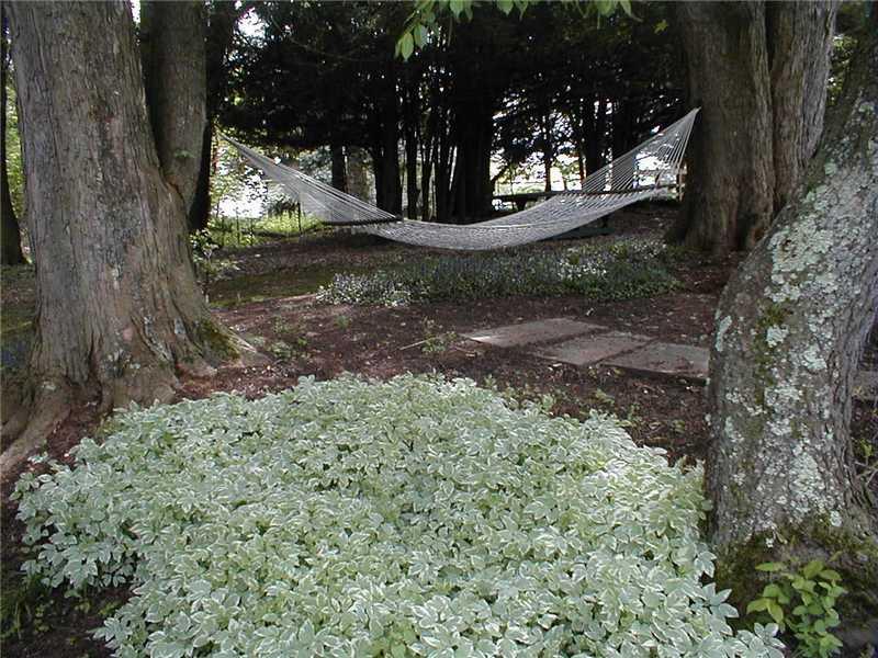 4161 Bakerstown Road Gibsonia, PA 15044 - Photo 20 of 23 Yard/Garden.