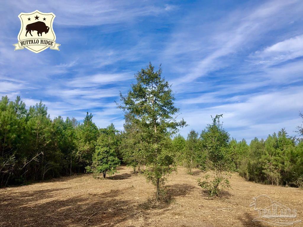 Lot 6-bs Buffalo Ridge Road Milton, FL 32571 - Photo 1 of 15