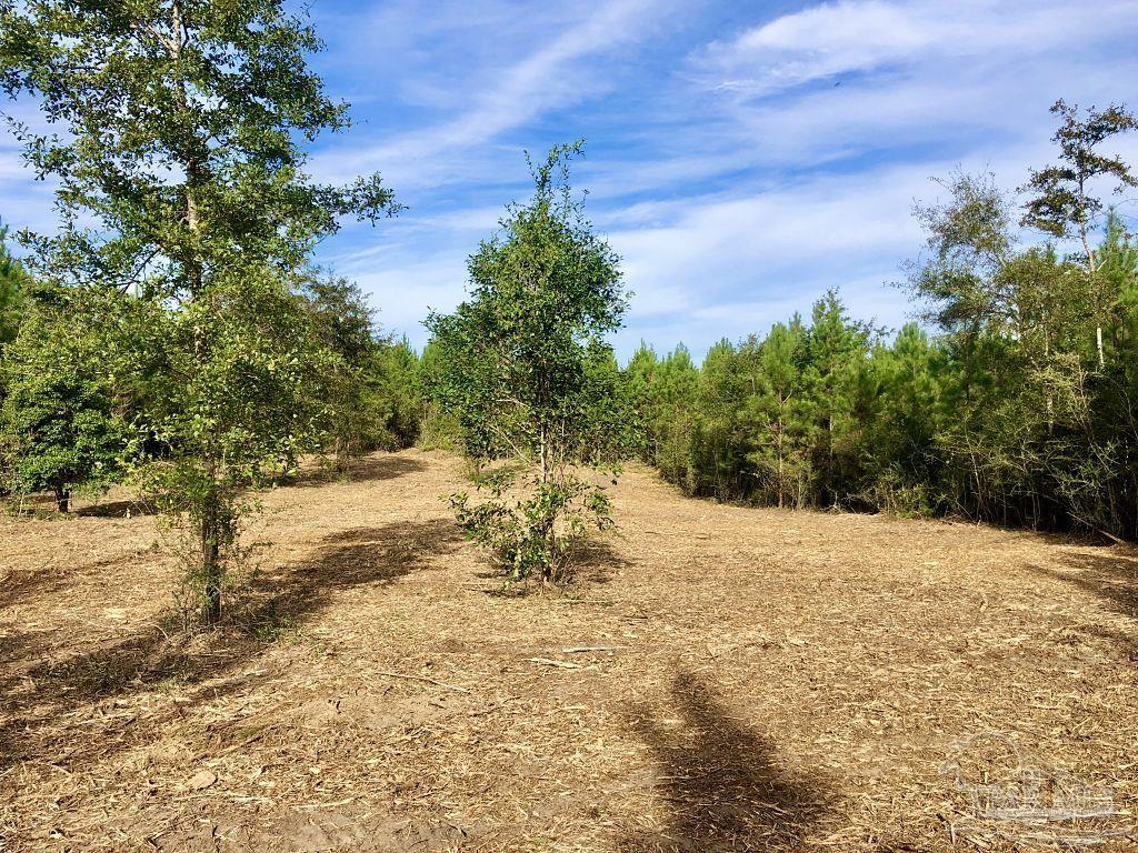 Lot 6-bs Buffalo Ridge Road Milton, FL 32571 - Photo 8 of 15
