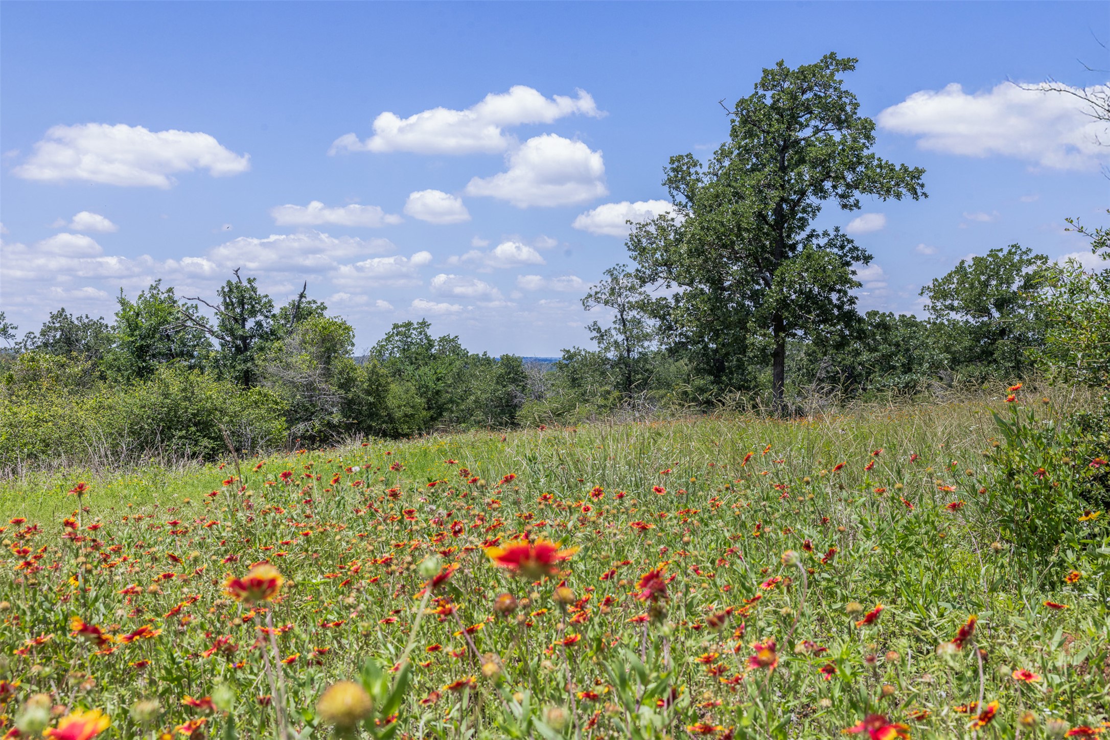 1004 22 Hills Road Gause, TX 77857 - Photo 17 of 37 Vast open spaces provide a verdant canvas for a future dream property.