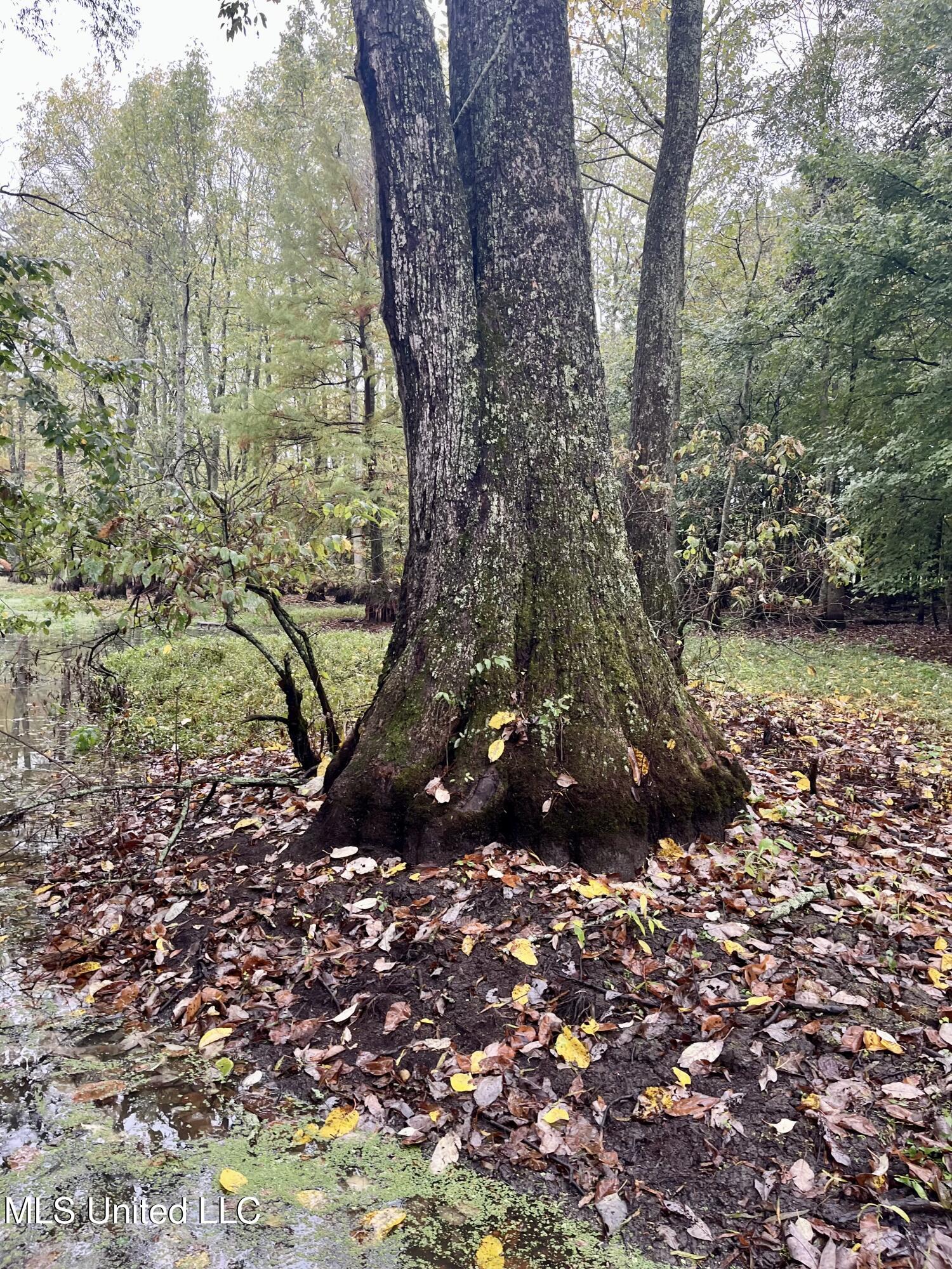 Cotton Street Marks, MS 38646 - Photo 6 of 14 IMG_0349