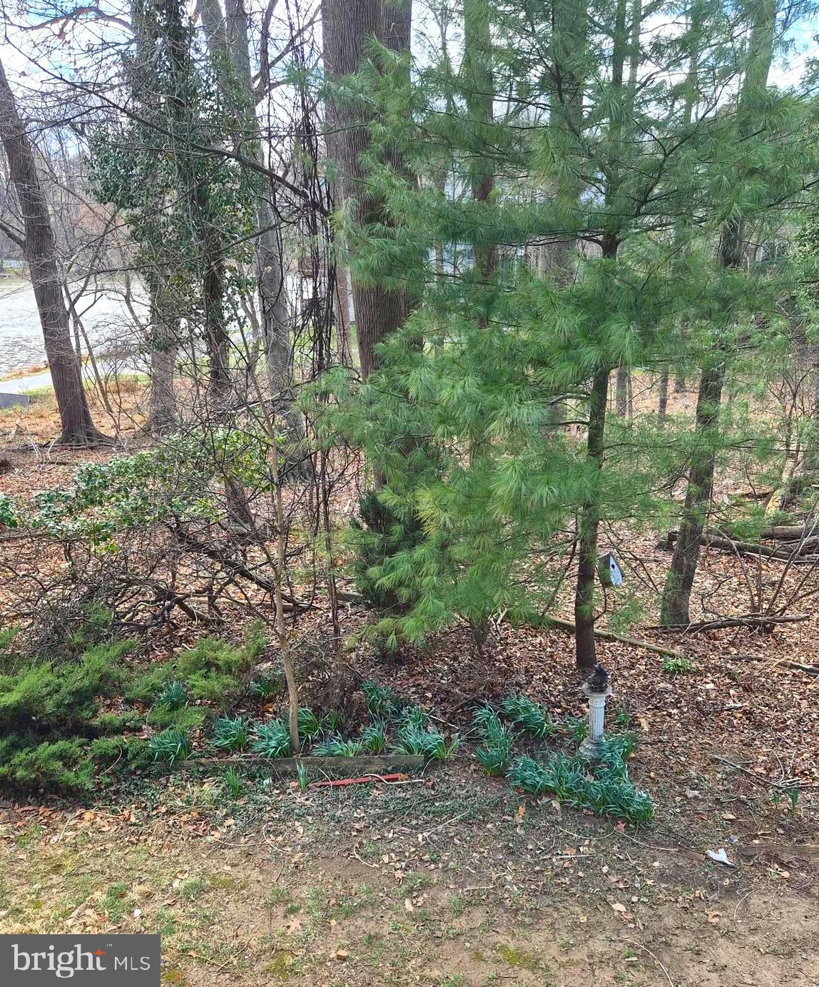 7120 Winter Rose Path Columbia, MD 21045 - Photo 28 of 28 a view of a forest filled with trees