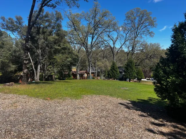 a view of a park with large trees