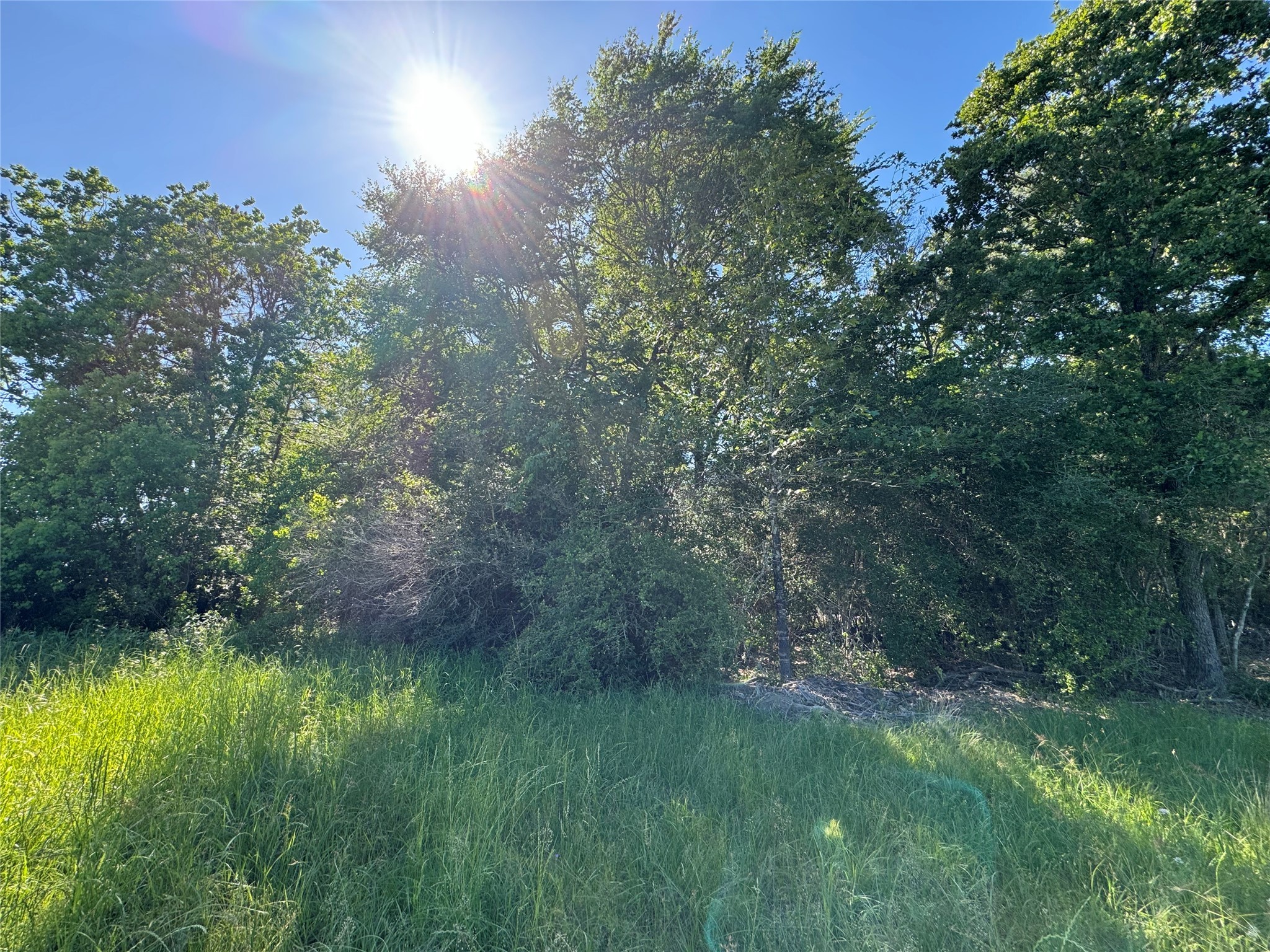44 Greenway Drive Trinity, TX 75862 - Photo 3 of 7 a view of a lush green space