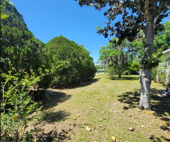 a view of a yard with plants and large trees