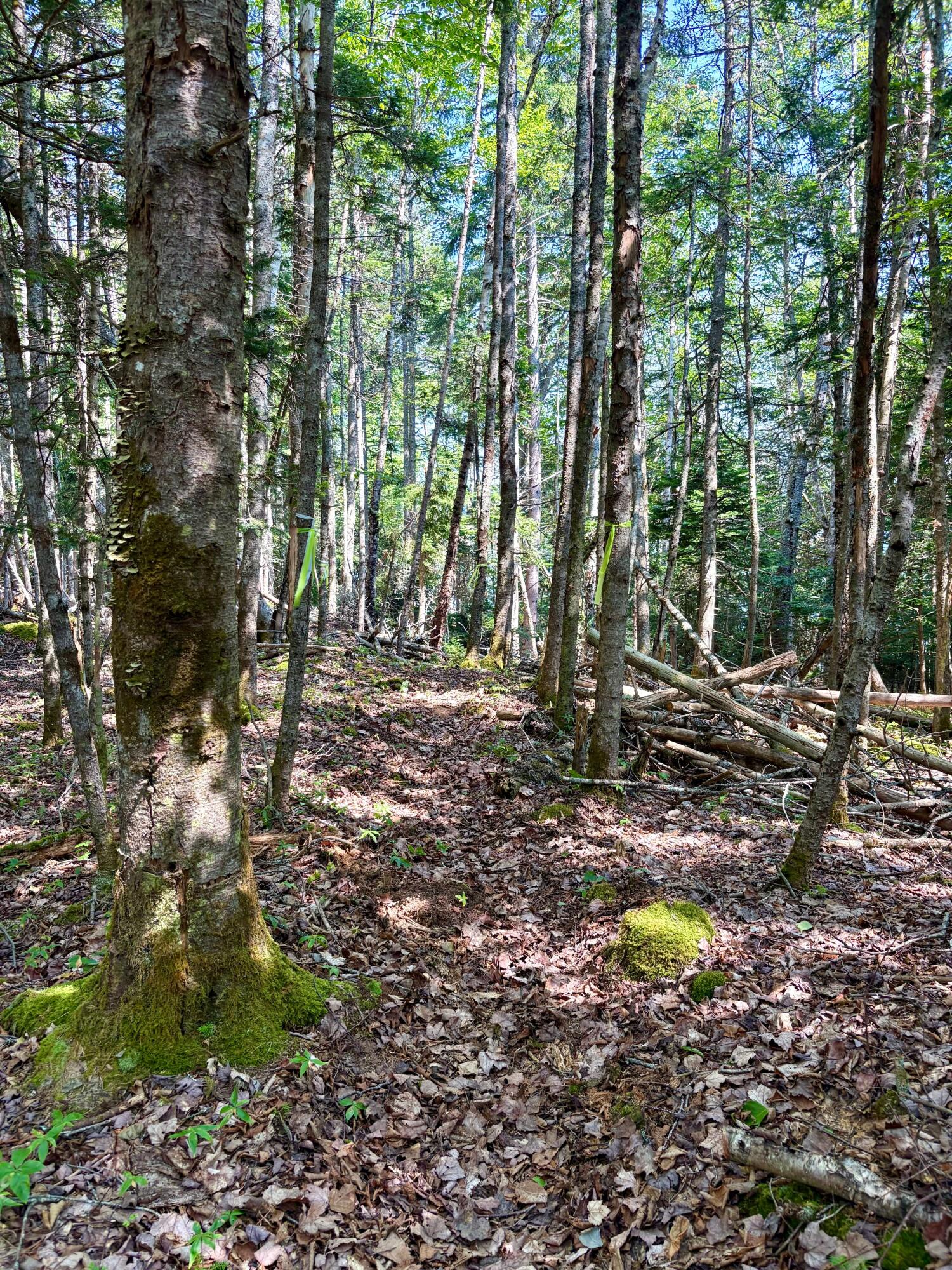 Lot 95 North Duck Cove Road Roque Bluffs, ME 04654 - Photo 11 of 23 View of Lot