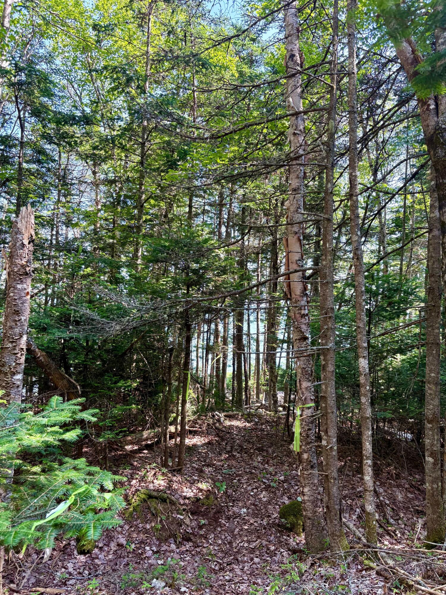 Lot 95 North Duck Cove Road Roque Bluffs, ME 04654 - Photo 10 of 23 View of Lot