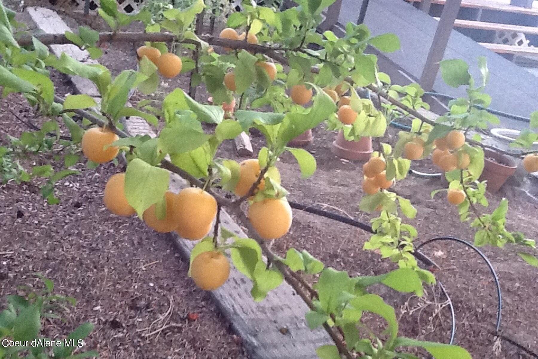2938 East Murphy Road Coeur D'Alene, ID 83814 - Photo 25 of 51 Apple Trees