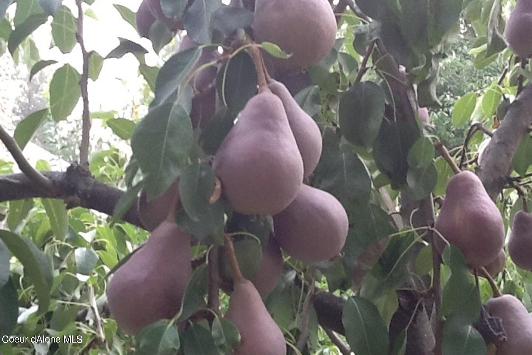 2938 East Murphy Road Coeur D'Alene, ID 83814 - Photo 40 of 51 Pear Trees