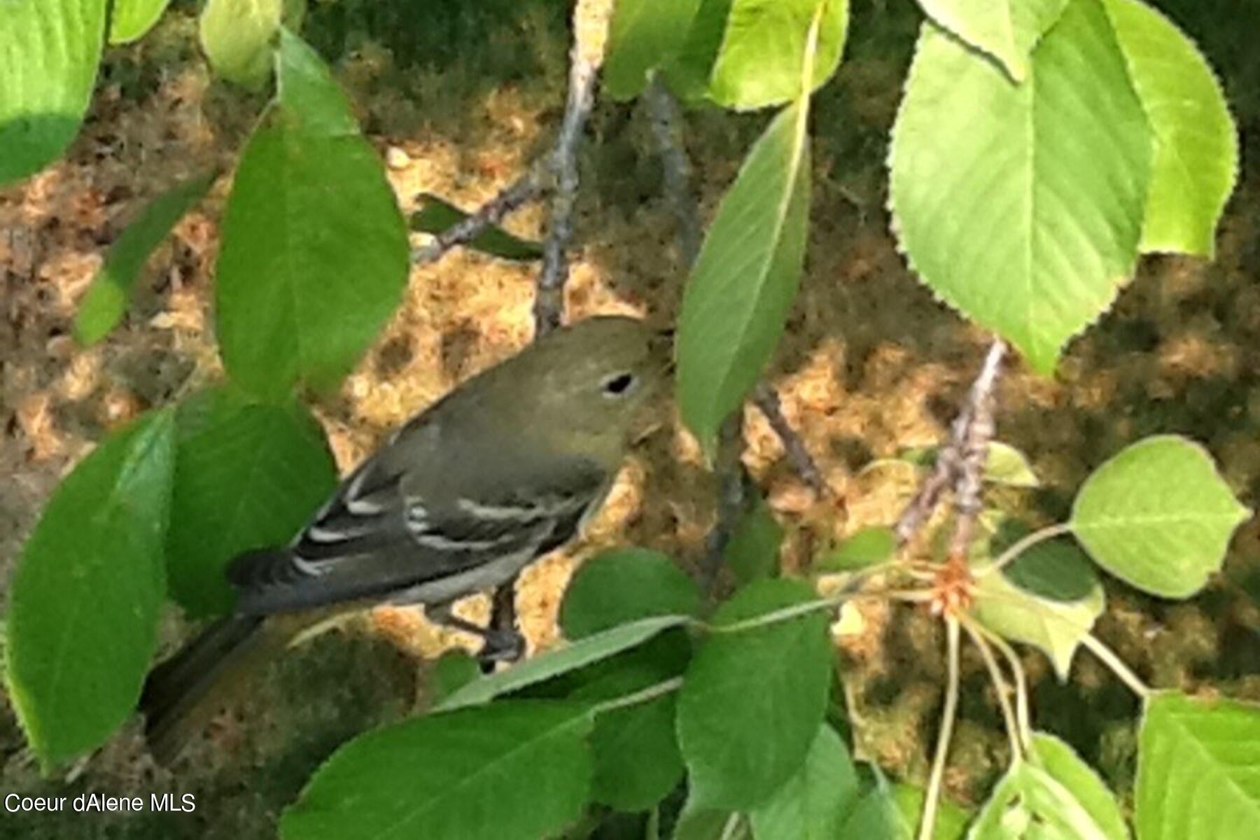 2938 East Murphy Road Coeur D'Alene, ID 83814 - Photo 46 of 51 Wildlife