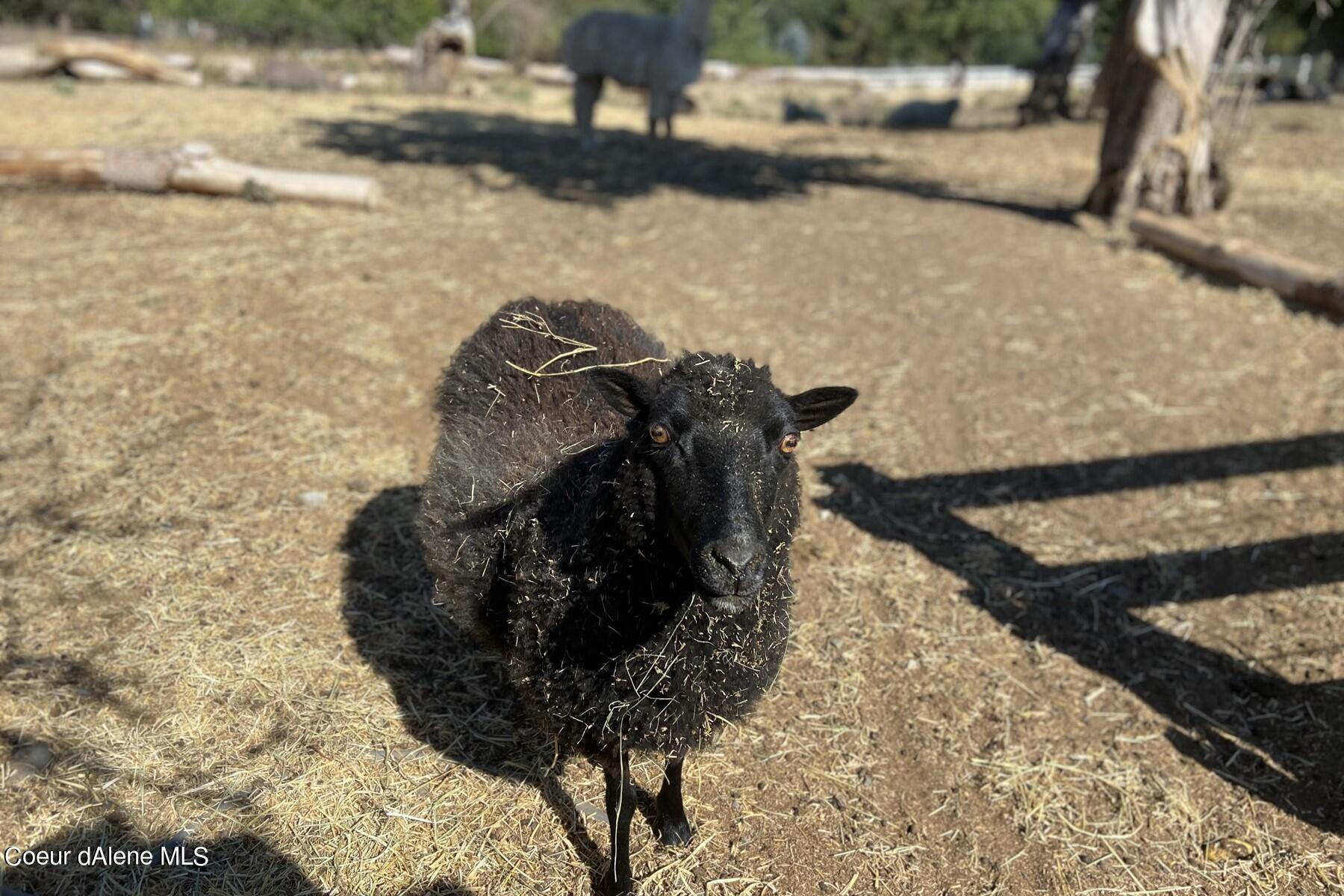 2938 East Murphy Road Coeur D'Alene, ID 83814 - Photo 48 of 51 BAAAA