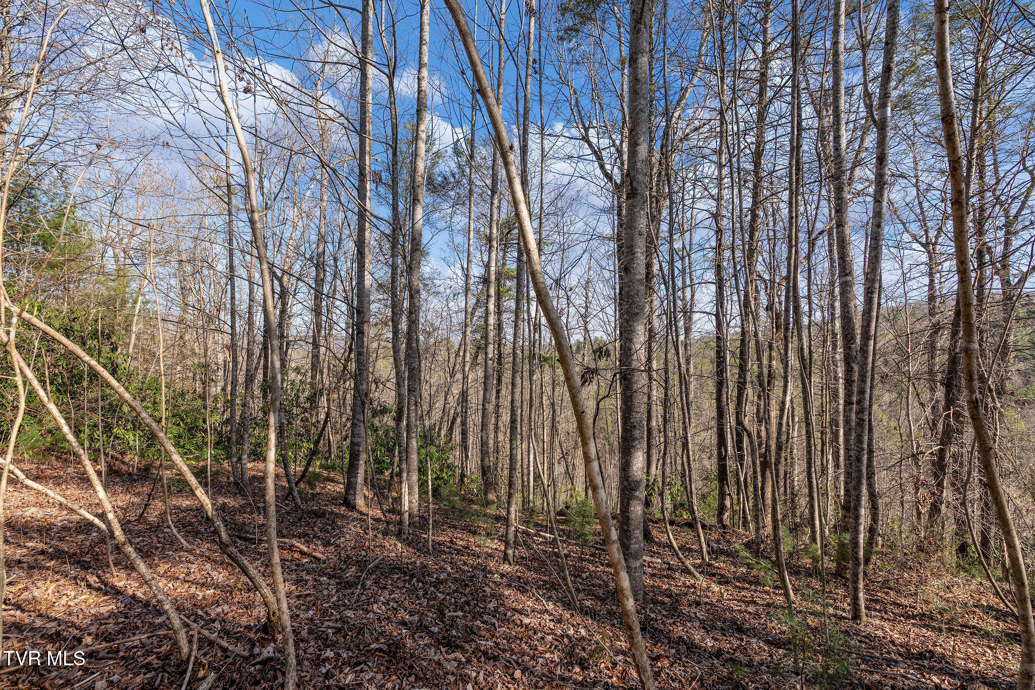 Tbd Raven Branch Road Del Rio, TN 37727 - Photo 21 of 29 DSC08847
