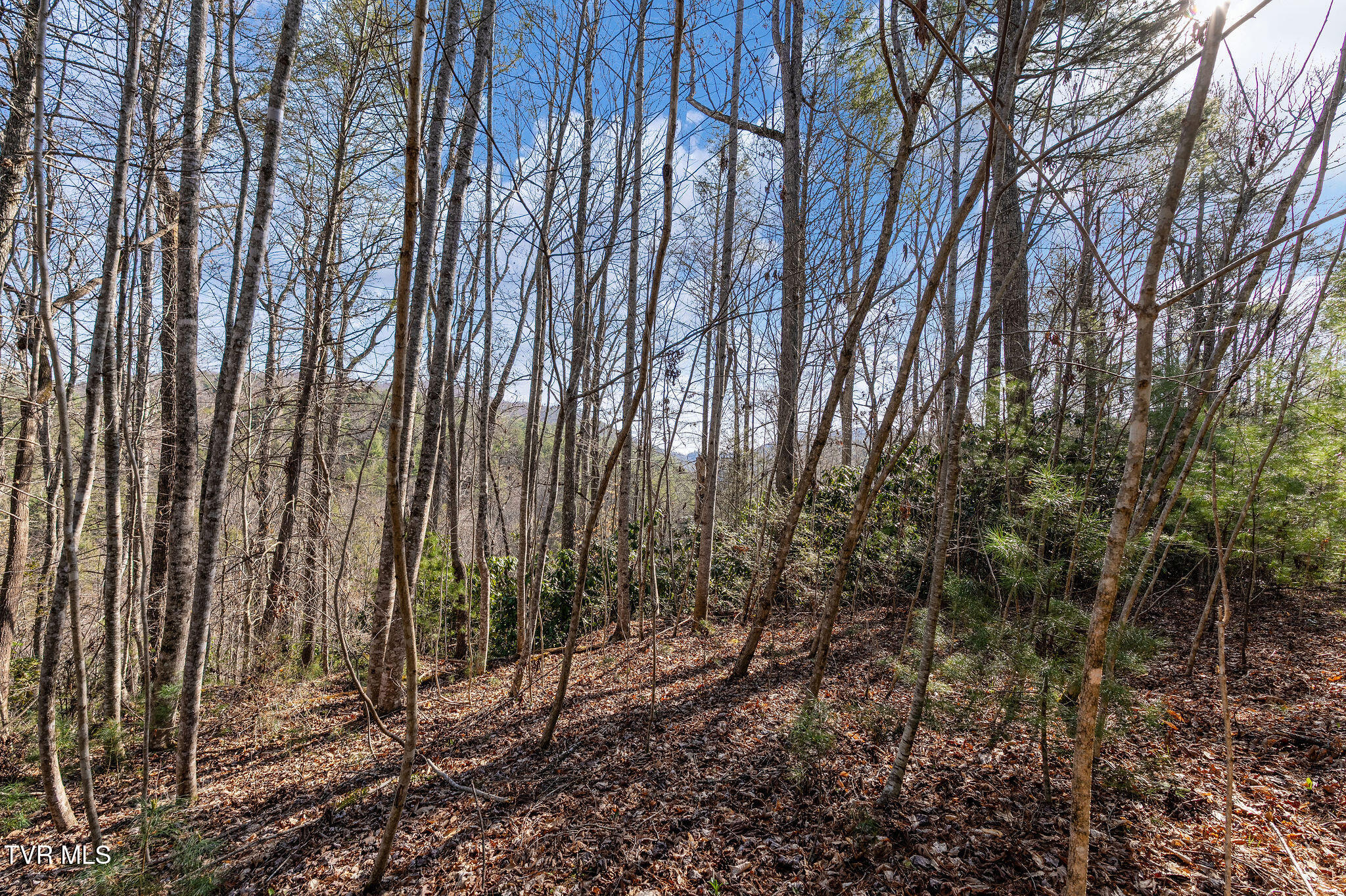 Tbd Raven Branch Road Del Rio, TN 37727 - Photo 22 of 29 DSC08848
